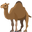 одногорбый верблюд